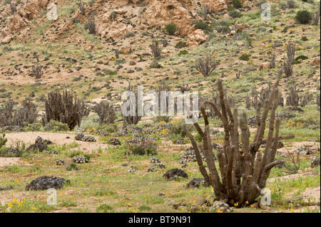 Copao (Eulychnia Saint-Pieana) Kakteen im Tal mit Blumen Quebrada del Castillo Parque National Pan de Azucar Atacama Chile Stockfoto