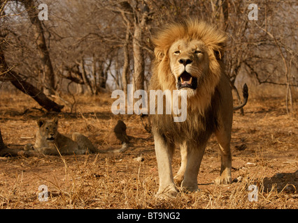 Aggressive männliche Löwen mit Cub liegend im Hintergrund, Krüger Nationalpark, Südafrika. Stockfoto
