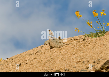 Argylia Radiata Blumen Vogel sitzend auf Stein Quebrada del Castillo Parque National Pan de Azucar Atacama (III)-Chile-Südamerika Stockfoto