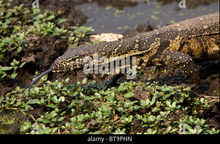 Überwachen Sie Eidechse auf der Suche nach Nahrung, Krüger Nationalpark, Südafrika. Stockfoto