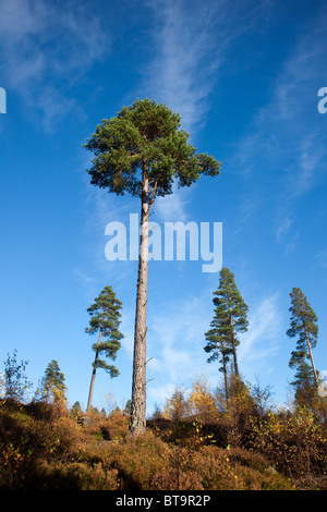 Gemischte Pinien und Herbst Silber Birke Wald Wald im Herbst, Royal Deeside, Aberdeenshire, Schottland Großbritannien Stockfoto