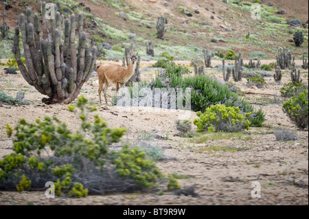 Guanako (Lama Guanicoe) männlich stehend auf Pflanze bedeckt Hang Quebrada del Castillo Parque National Pan de Azucar Atacama, Chile Stockfoto