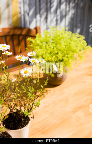 Pflanzen auf einem Tisch auf der Veranda. Stockfoto