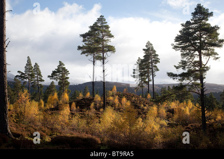 Eine Landschaft aus Nadelgehölzen gemischten Kiefernwäldern und Silberbirkenbäumen im Herbst, Scottish Forest Woodland im Herbst, Royal Deeside, Aberdeenshire, Schottland Großbritannien Stockfoto