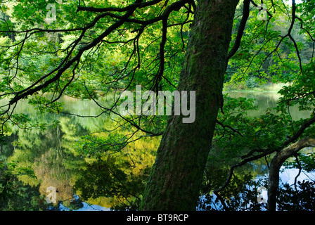 Hammer Pond, Friday Street. Leith Hills Surrey Großbritannien. 2010 2010er Jahre HOMER SYKES Stockfoto