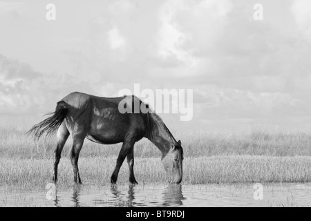 Ein wilder Mustang ernährt sich von Sumpfgras entlang der Küste North Carolinas. Stockfoto