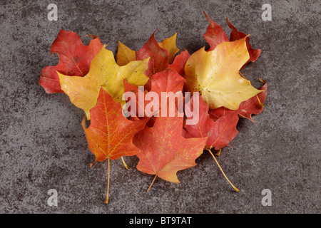 Mapple Blätter im Herbstfarben Stockfoto