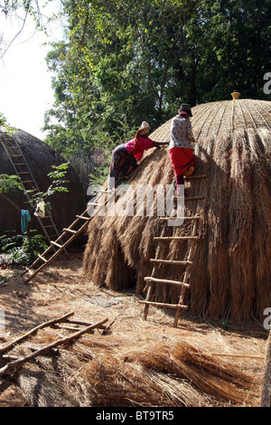 Swazi Frauen thatching ein traditioneller Bienenstock Hütte, Mlilwane Wildlife Sanctuary, Swasiland. Stockfoto