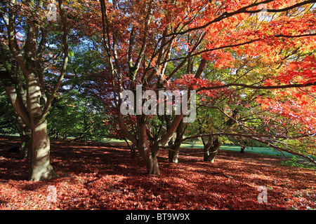 Acer Bäume Stockfoto