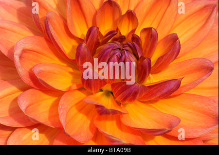 Hybrid Dahlie (Dahlia Hybrida) Stockfoto