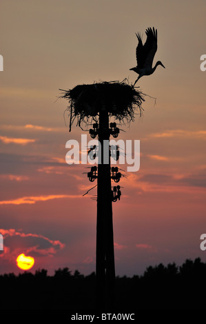 Störche Storch in der Biebrza River Reservation in Region Podlachien, Polen Stockfoto