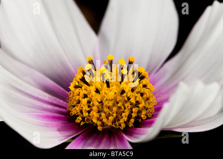 Cosmos flower Close-up. Stockfoto