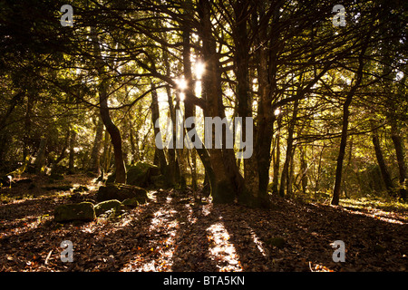 Sonnenlicht durch Bäume im Wald Stockfoto