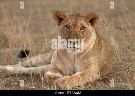 In den Fetzen des Mara wiesen eingerahmt, stolperte ich über diese löwin Aalen in der weichen Sonnenlicht. Durch meine Anwesenheit nicht beirren, ich konnte in dem Moment, in dem ich Auge in Auge mit einem afrikanischen Löwin sah zu erfassen. Stockfoto
