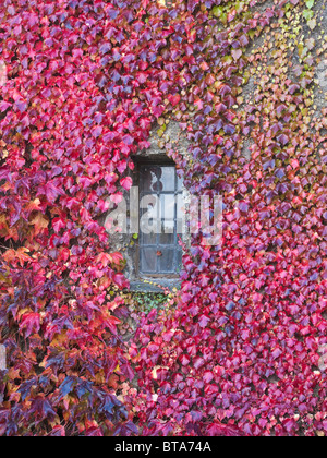 Ein Bleiglas Fenster mit Herbst Blätter wachsen alle um ihn herum. Stockfoto