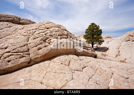 Baum auf Felsen, White Pocket Paria Plateau, Vermilion Cliffs Naturdenkmal, Arizona, Amerika, Vereinigte Staaten Stockfoto