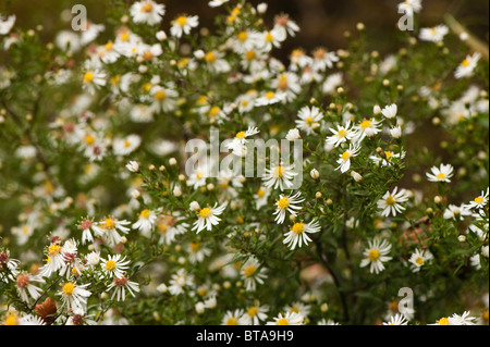 Aster Ericiodes, Michaeli Gänseblümchen in Blume Stockfoto