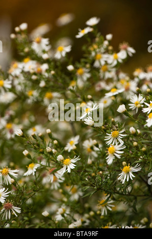 Aster Ericiodes, Michaeli Gänseblümchen in Blume Stockfoto