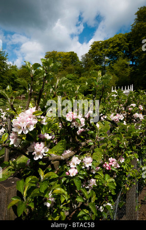 Espaliered Äpfel, Malus Domestica "Bali" Bäume in Blüte im Painswick Rokoko Garden in The Cotswolds, Vereinigtes Königreich Stockfoto