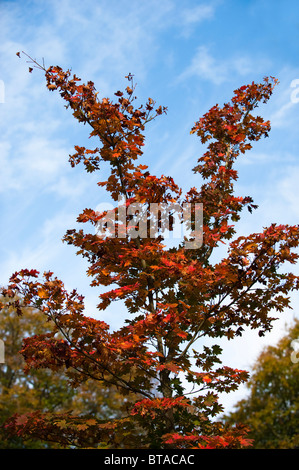 Acer Pseudosieboldianum Ssp Takesimense, Koreanisch Ahorn im Herbst bei Westonbirt Arboretum, Vereinigtes Königreich Stockfoto