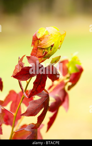 Liquidambar Styraciflua, amerikanisches Sweetgum, im Herbst bei Westonbirt Arboretum, Vereinigtes Königreich Stockfoto