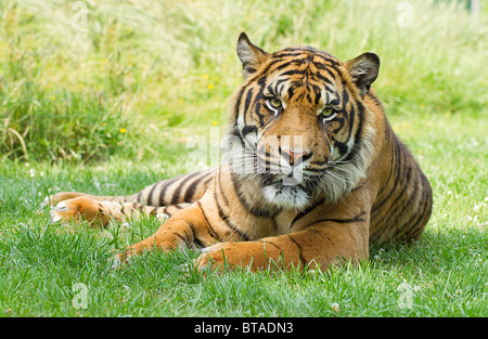 Sumartran Tiger ruht in der Wiese Stockfoto