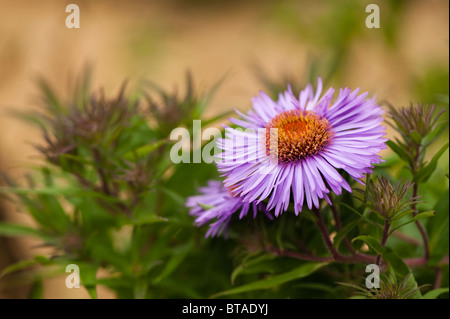 Aster Ericiodes, Michaeli Gänseblümchen in Blume Stockfoto