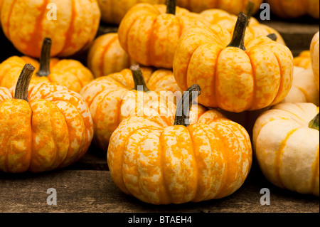 Geerntete Kürbisse "Kleine Zucker" in Painswick Rokoko-Garten in den Cotswolds Stockfoto