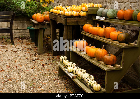 Verschiedene Kürbisse und Kürbisse auf dem Display an Painswick Rokoko-Garten in Cotswolds Stockfoto