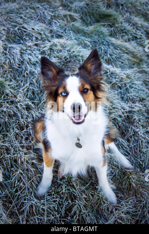 Border Collie in der Kälte. Stockfoto