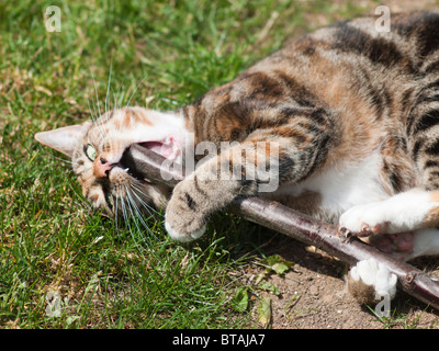 Eine weibliche braun und schwarz Tabby Katze spielt mit einem Stock Stockfoto