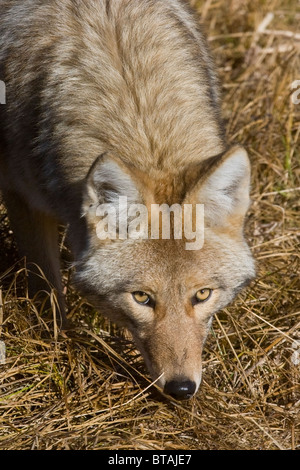 Wild Coyote Portrait - ein wildes Tier (non-Captive) Stockfoto