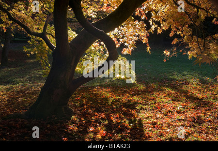 Hinterleuchtete japanischen Acer Ahorn in Herbstfarben im Westonbirt Arboretum Stockfoto