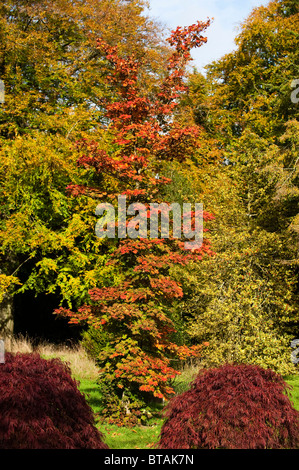 Acer Pseudosieboldianum Ssp Takesimense, Koreanisch Ahorn im Herbst bei Westonbirt Arboretum, Vereinigtes Königreich Stockfoto