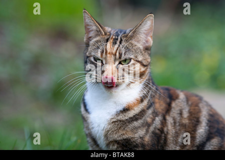 Eine weibliche braun und schwarz Tabby Katze leckt ihre eigene Nase Stockfoto