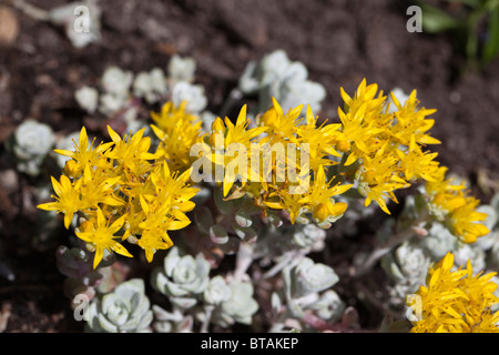 "Cape Blanco", Kalifornisk fetknopp Breitblättrige Fetthenne (Sedum spathulifolium) Stockfoto