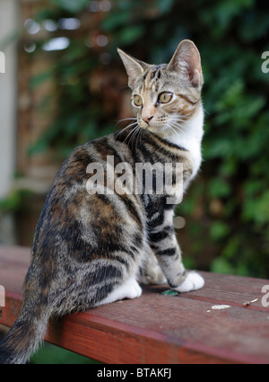 Ein braun und schwarz Tabby Kitten weiblich posiert Stockfoto