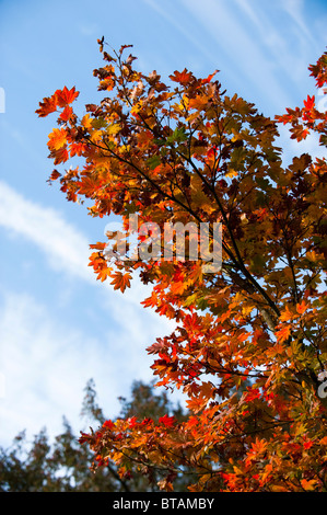 Acer Pseudosieboldianum Ssp Takesimense, Koreanisch Ahorn im Herbst bei Westonbirt Arboretum, Vereinigtes Königreich Stockfoto