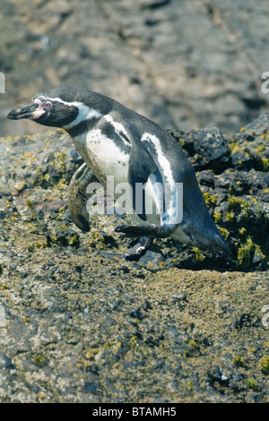 Humboldt-Pinguin (Spheniscus Humboldti) bedrohte, Chiloé Insel, CHILE Stockfoto