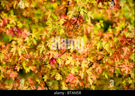 Liquidambar Orientalis, orientalisch oder Türkisch Amber im Herbst bei Westonbirt Arboretum, Vereinigtes Königreich Stockfoto