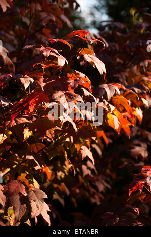 Liquidambar Acalycina, Changs Amber, im Herbst bei Westonbirt Arboretum, Vereinigtes Königreich Stockfoto