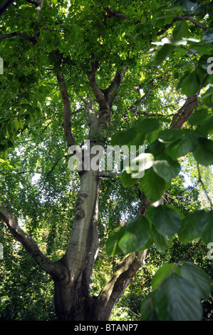 Fagus Sylvatica Baum, allgemein bekannt als europäische Buche oder Rotbuche Stockfoto