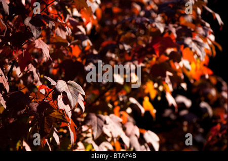 Liquidambar Acalycina, Changs Amber, im Herbst bei Westonbirt Arboretum, Vereinigtes Königreich Stockfoto