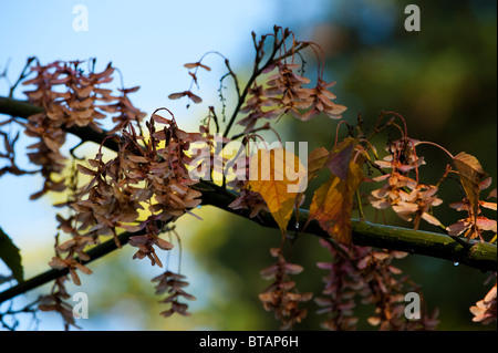 Samara und Blätter von einem Acer Rufinerve im Herbst Stockfoto