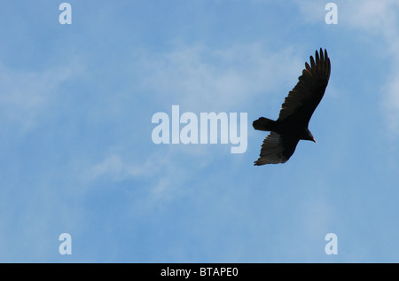 Türkei-Geier kreisen über vorstädtischen Wohngebiet. Stockfoto