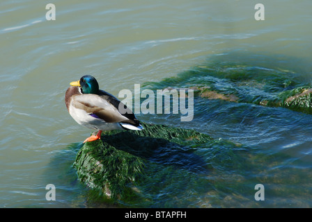 Stockente beruht auf in der US-Ufer des Lake Ontario. Stockfoto