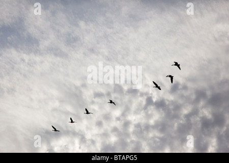 Silloutte der kanadische Gänse (7) hoch in den Himmel. Stockfoto