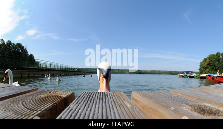 Mute Swan (Cygnus Olor) am Lanskie See in Polen Stockfoto