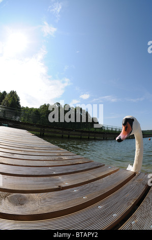 Mute Swan (Cygnus Olor) am Lanskie See in Polen Stockfoto