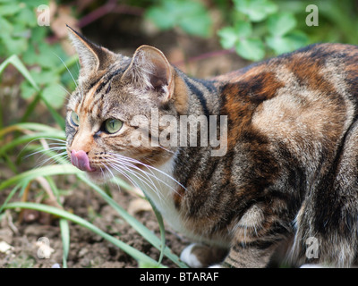 Eine weibliche braun und schwarz Tabby Katze leckt ihre eigene Nase Stockfoto